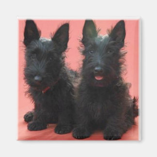 Scottish Terrier Welpenmagnet Magnet