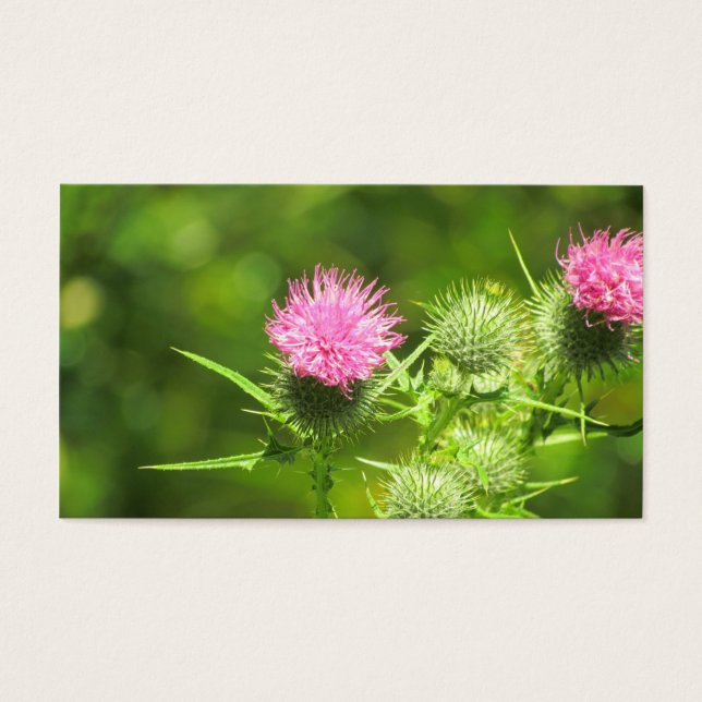 Scottish Thistle (Vorderseite)