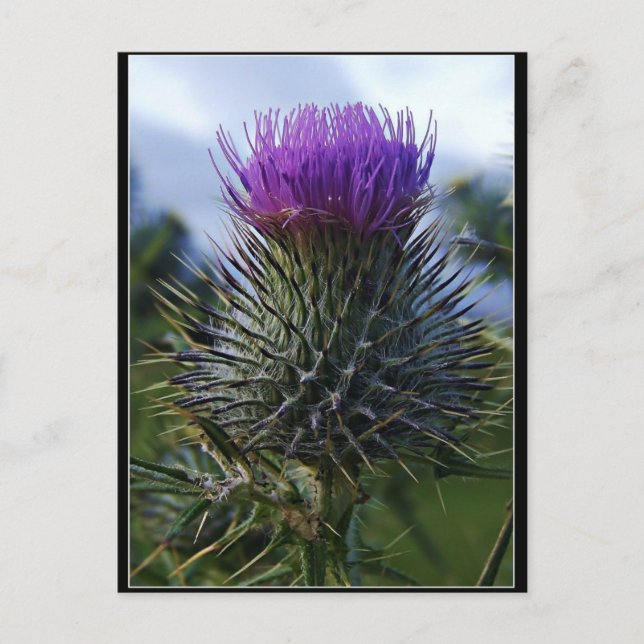 Scottish Thistle Fine Art Fotografy Postkarte (Vorderseite)