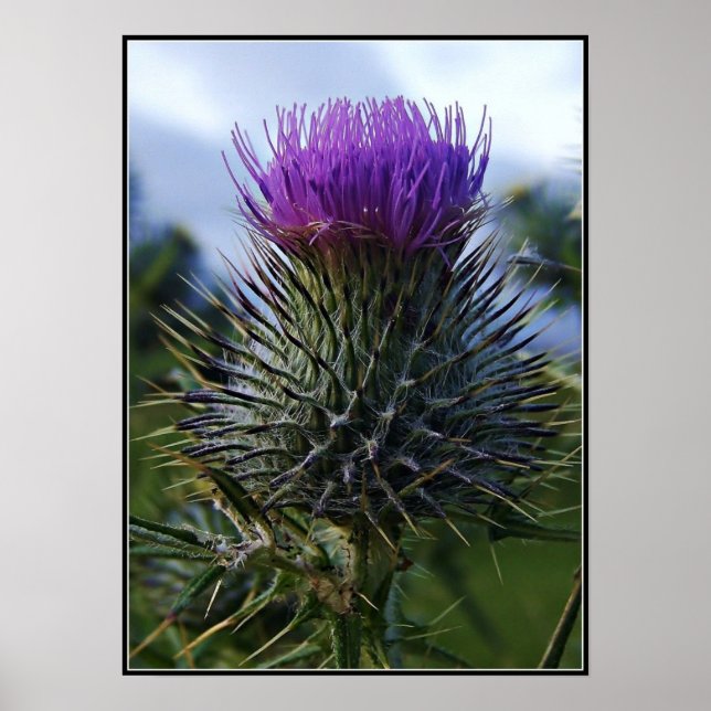 Scottish Thistle Fine Art Photography Poster (Vorne)