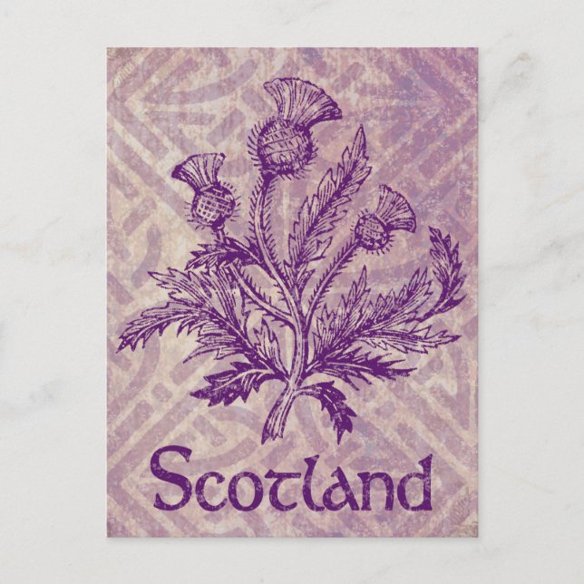 Scottish Thistle Lila Celtic Knot Postkarte (Vorderseite)