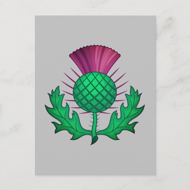 Scottish Thistle Postkarte (Vorderseite)
