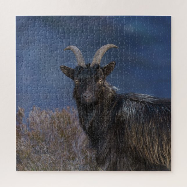 Scottish Wild Goat (Vertikal)