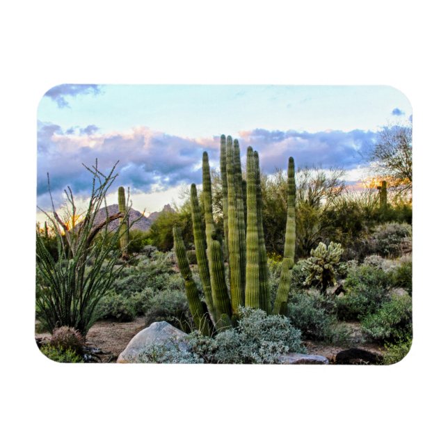 Scottsdale succuled Sunset Magnet (Horizontal)