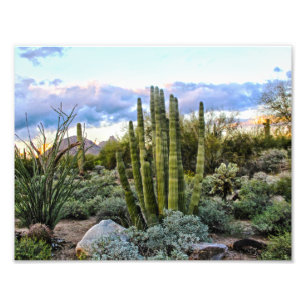 Scottsdale Succulent Sunset Fotodruck