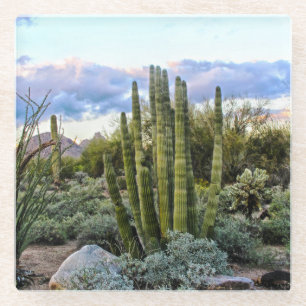 Scottsdale Succulent Sunset Glasuntersetzer