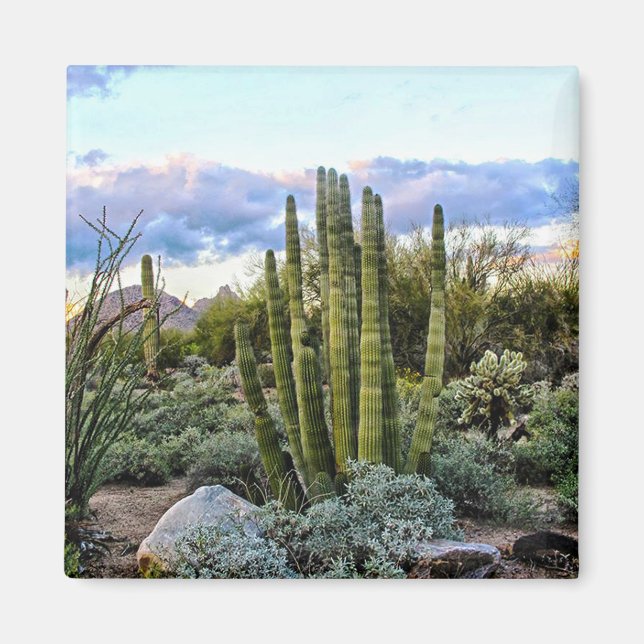 Scottsdale Succulent Sunset (kein Text) Magnet (Vorne)