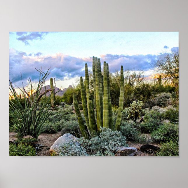 Scottsdale Succulent Sunset Poster (Vorne)