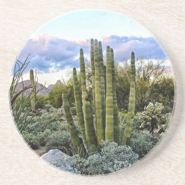 Scottsdale Succulent Sunset Sandstein Untersetzer (Vorne)