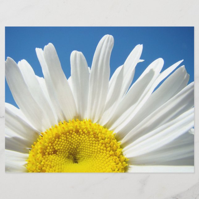 Scrapbook Paper White Daisy Blume Blue Sky (Vorderseite)