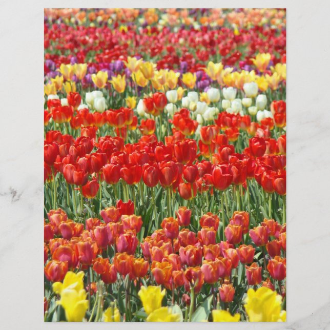 Scrapbooking Letterhead Papier Farbe Tulip Flora (Vorderseite)