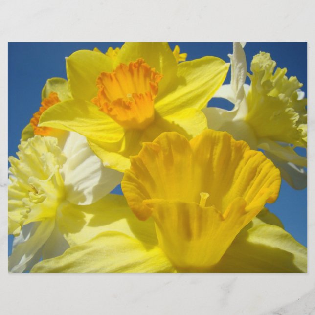 Scrapbooking-Papier Gelbe Daffodien Blume (Vorderseite)