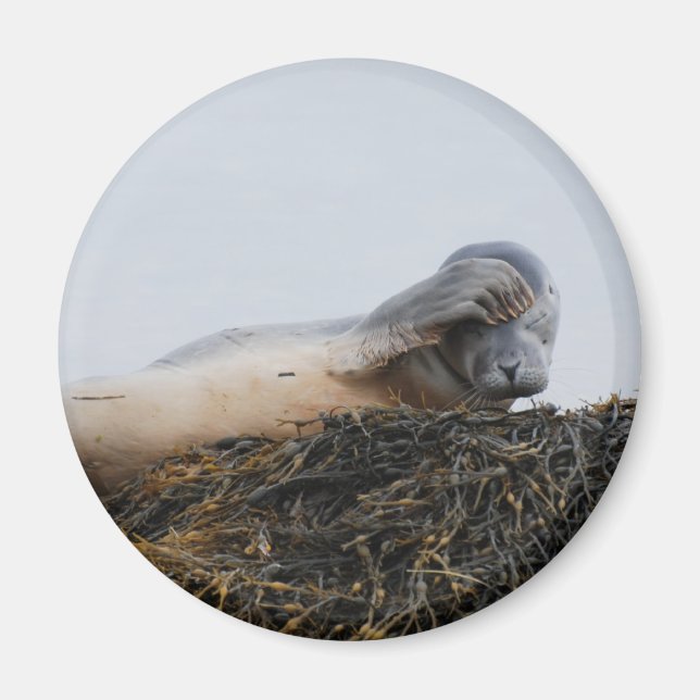 Scratching-Siegel-Magnet Magnet (Vorne)