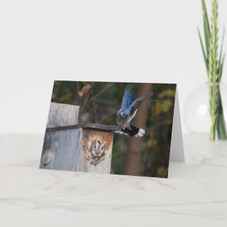 Screech-Owl, belästigt von Blue Jay Karte