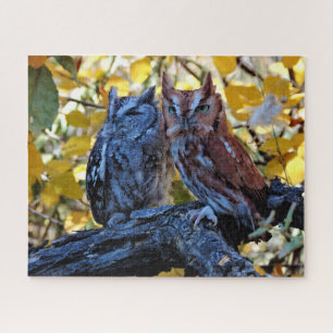 Screech Owls