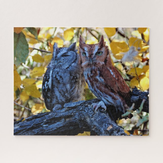 Screech Owls (Horizontal)