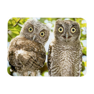 Screech Owls Chicks 2 Magnet