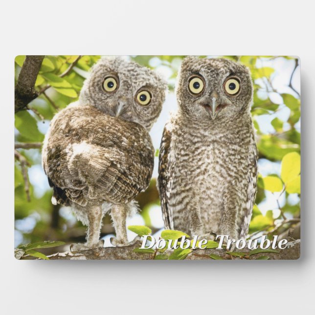 Screech Owls Chicks Fotoplatte (Vorderseite)