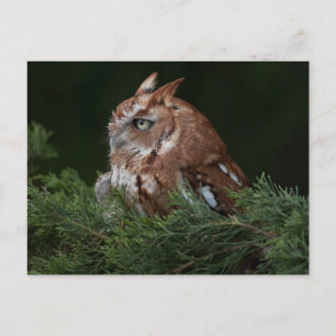 Screeningschale Postkarte