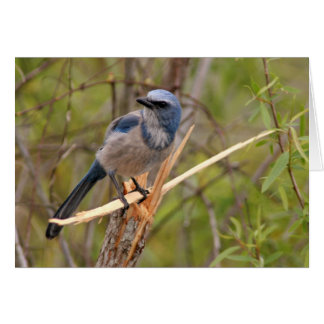 Scrub Jay