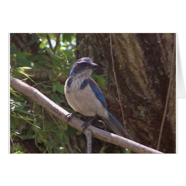 Scrub Jay (Devant horizontal)