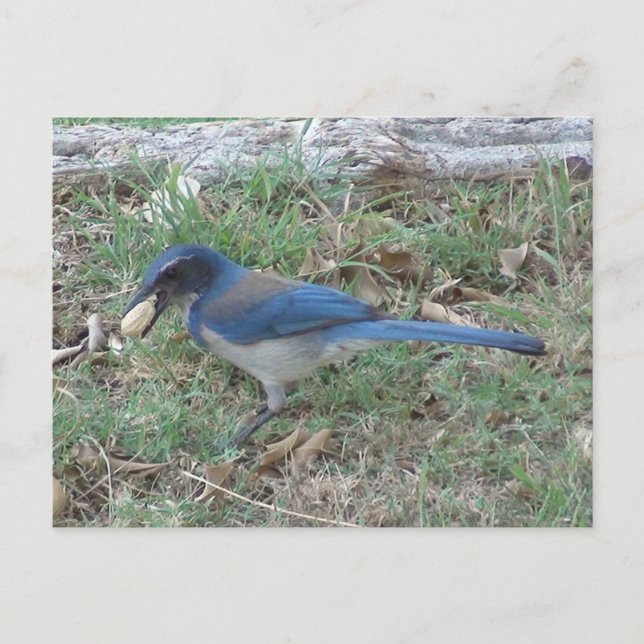 Scrub Jay Finds a Peanut Postkarte (Vorderseite)