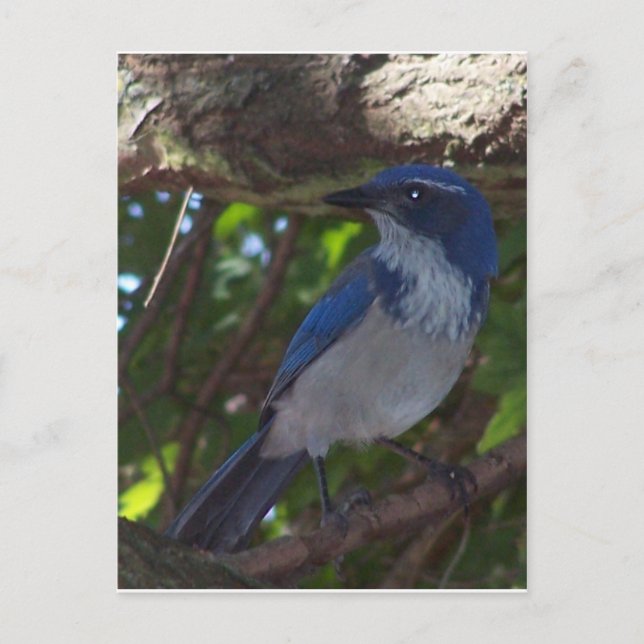 Scrub Jay Postkarte (Vorderseite)
