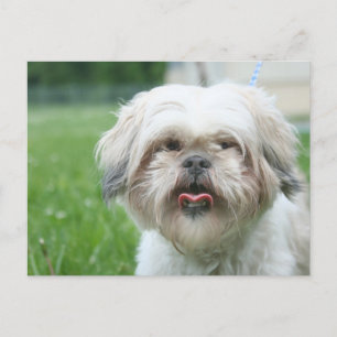 Scruffy Hund Postkarte