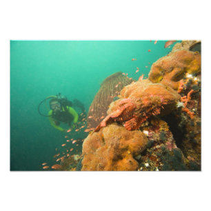 Scuba Diver & Scorpionfish Scorpanopsis Fotodruck