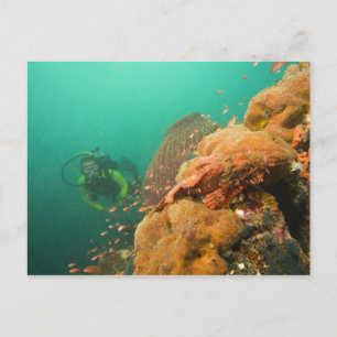 Scuba Diver & Scorpionfish Scorpanopsis Postkarte