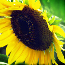 Gros plan Photo d'un tournesol