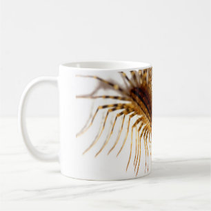 Scutigera coleoptrata kaffeetasse