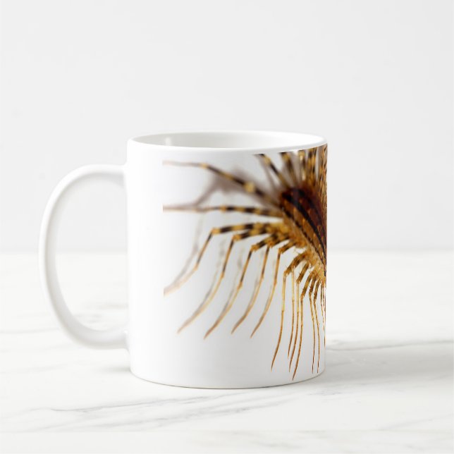 Scutigera coleoptrata kaffeetasse (Links)