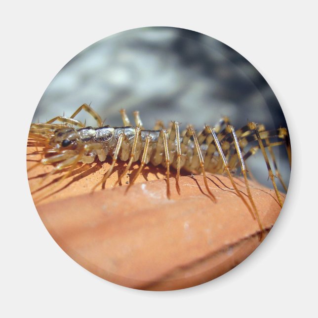 Scutigera Coleoptrata Magnet (Vorne)