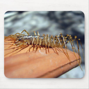 Scutigera Coleoptrata Mouse Mat Mousepad