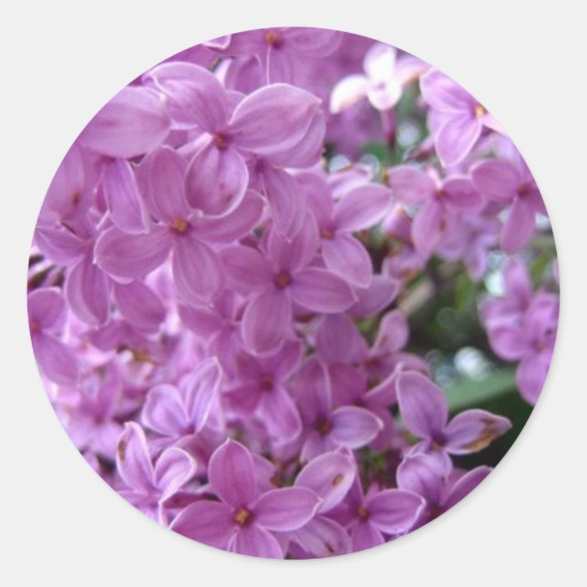 Sdlilac Runder Aufkleber (Vorderseite)