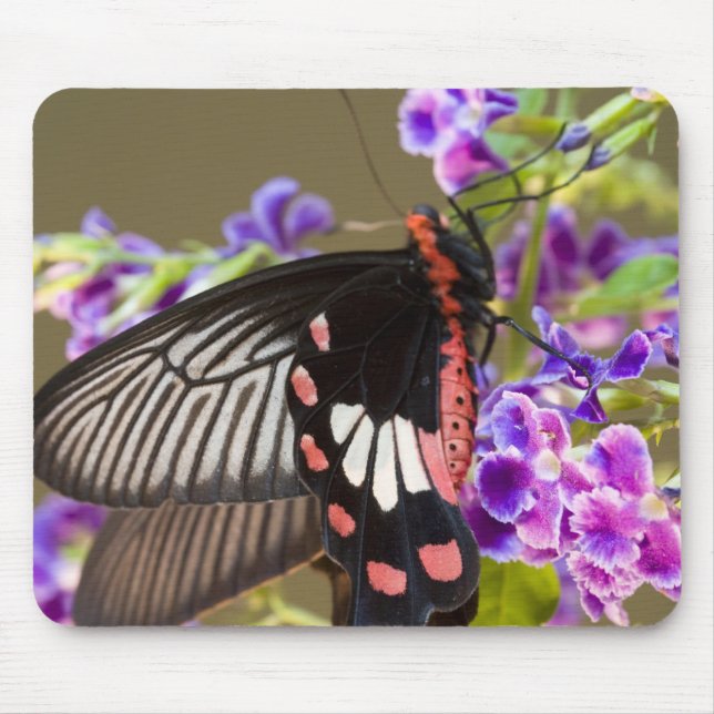 SE Asia, Thailand, Doi Inthanon, Papilio Mousepad (Vorne)