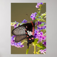 SE Asia, Thailand, Doi Inthanon, Papilio