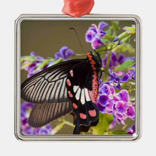 SE Asia, Thailand, Doi Inthanon, Papilio Silbernes Ornament (Vorne)