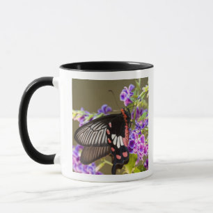 SE Asia, Thailand, Doi Inthanon, Papilio Tasse