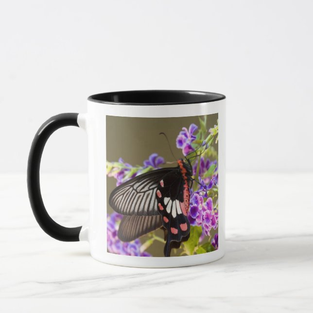 SE Asia, Thailand, Doi Inthanon, Papilio Tasse (Links)