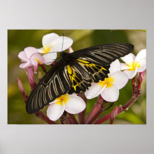 SE Asia, Thailand, Khon Kaen Poster