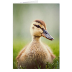 Se pencher de Mallard de bébé