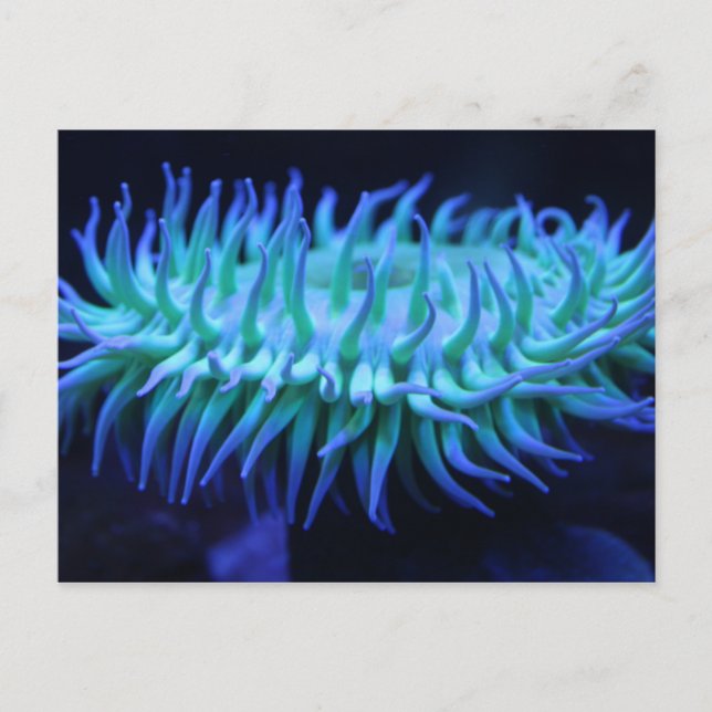 Sea Anemone # 1 Postkarte (Vorderseite)