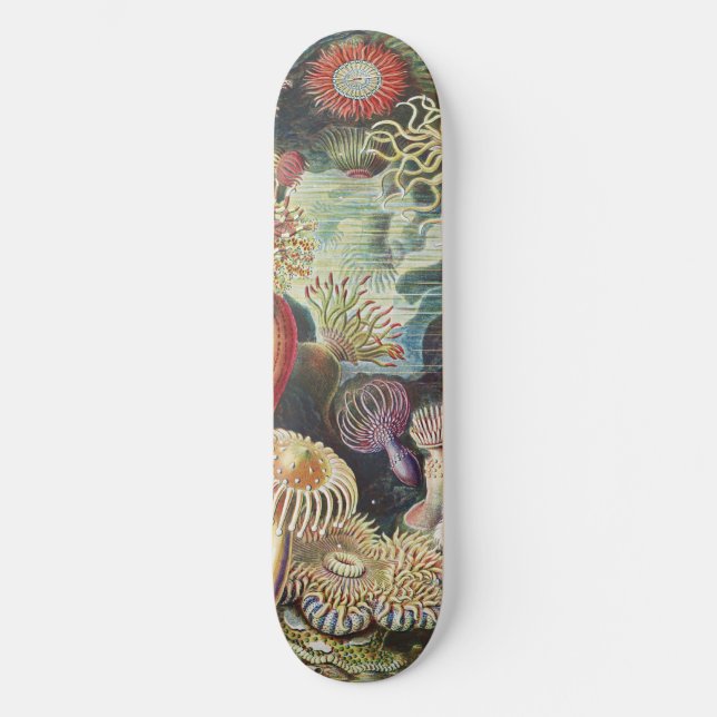 Sea Anemone Scientific Nature Ocean Skateboard (Vorderseite)
