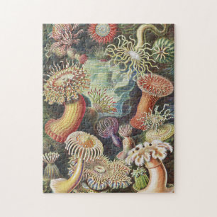 Sea Anemones, Actiniae Seeanemonen Ernst Haeckel