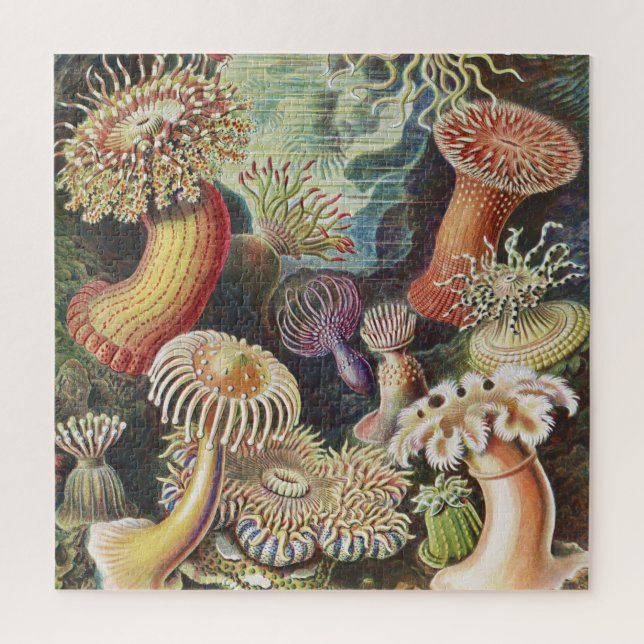 Sea Anemones, Actiniae Seeanemonen Ernst Haeckel (Vertikal)