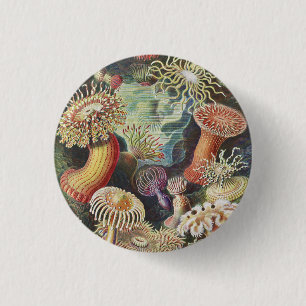Sea Anemones, Actiniae Seeanemonen Ernst Haeckel Button