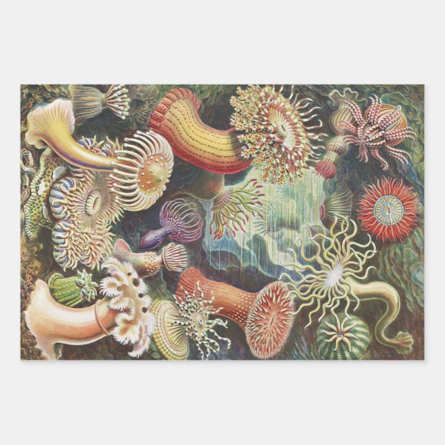 Sea Anemones, Actiniae Seeanemonen Ernst Haeckel Geschenkpapier Set (Vorderseite)