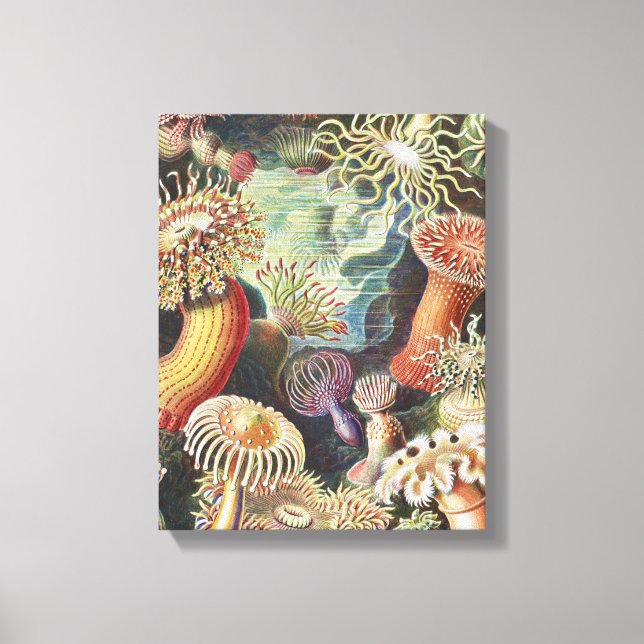 Sea Anemones, Actiniae Seeanemonen Ernst Haeckel Leinwanddruck (Vorderseite)